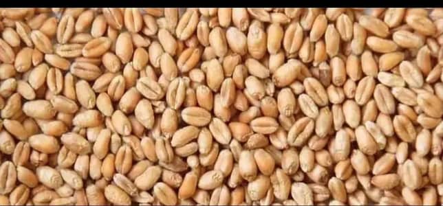 Gandum Wheat