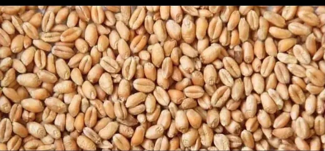 Gandum Wheat 0