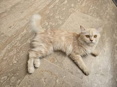 Double Coated Pure Persian