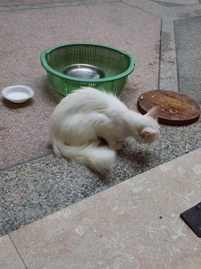 cat is very beautiful