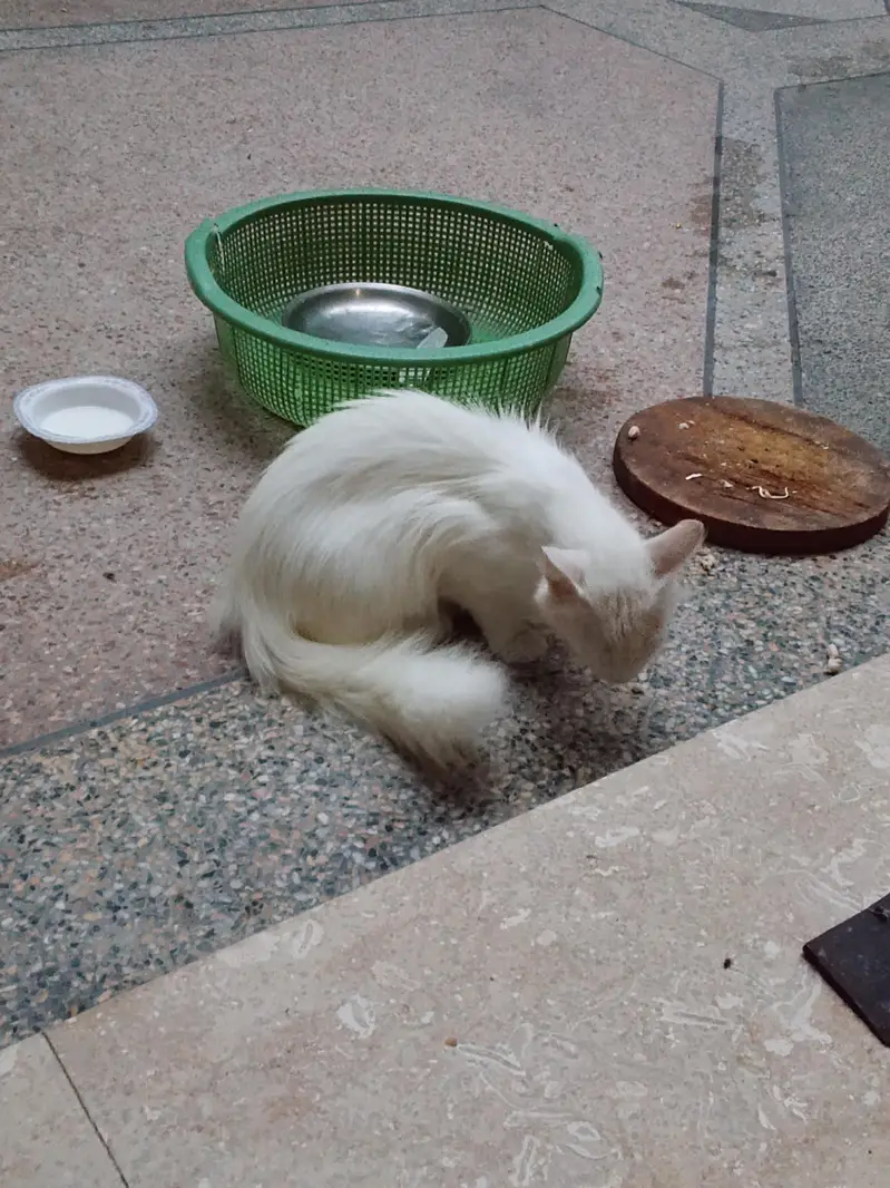 cat is very beautiful — photo 2