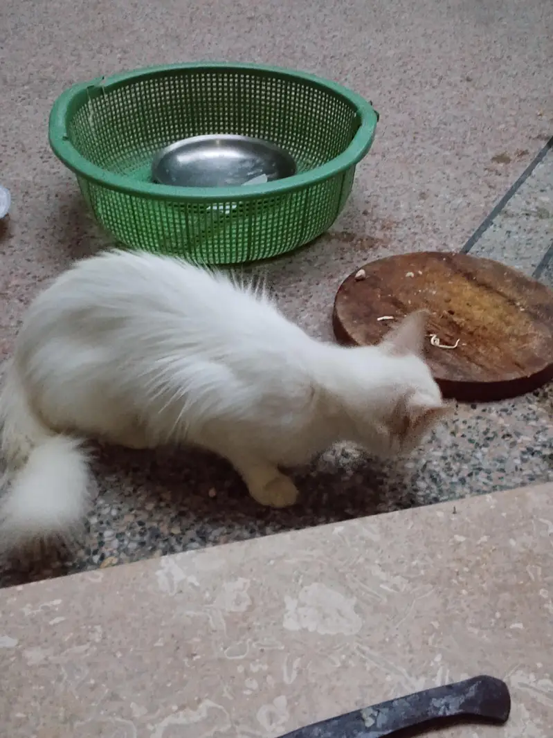cat is very beautiful — photo 3