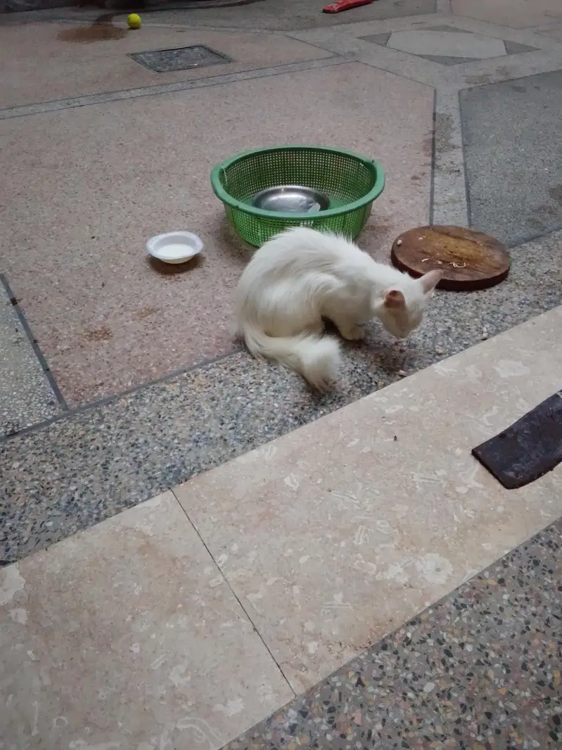 cat is very beautiful — photo 4