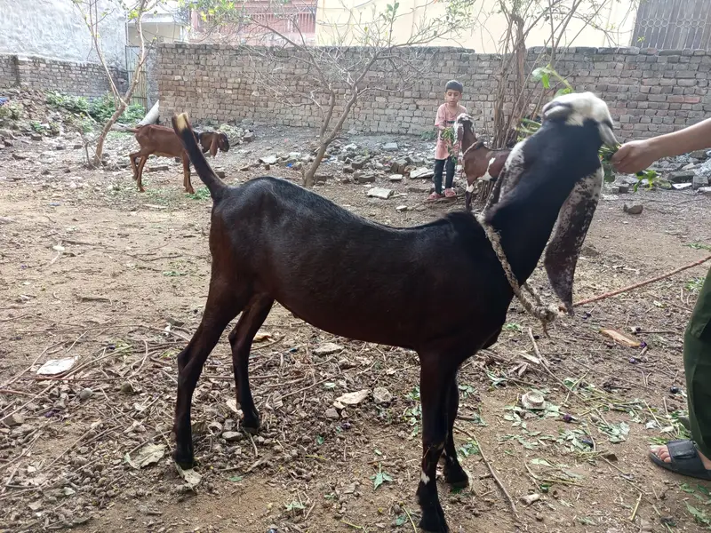 3x bakray one ablak 2 beetal — photo 4