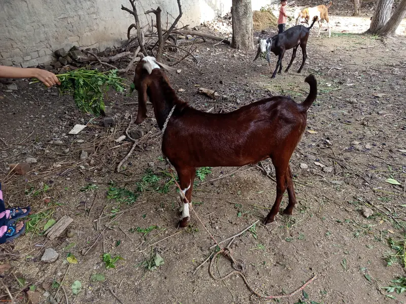 3x bakray one ablak 2 beetal — photo 8