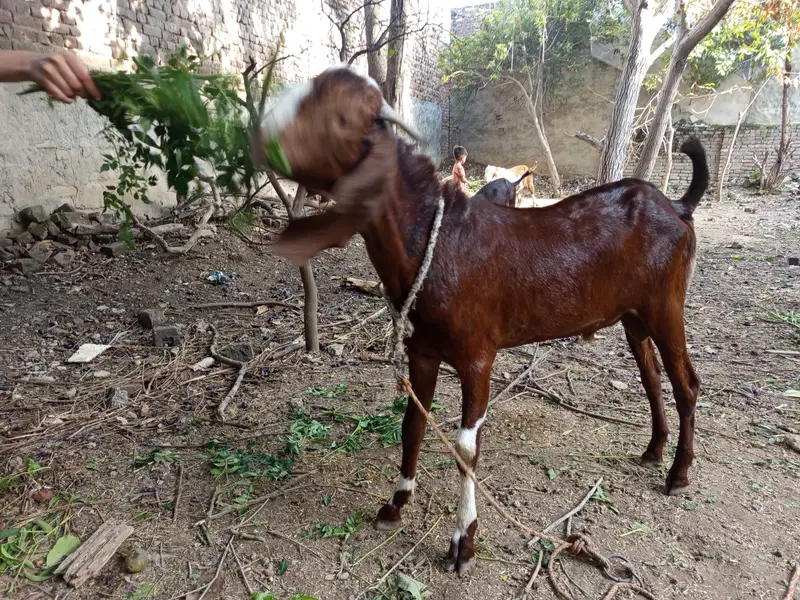 3x bakray one ablak 2 beetal — photo 10