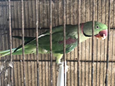 Raw parriot male breeder