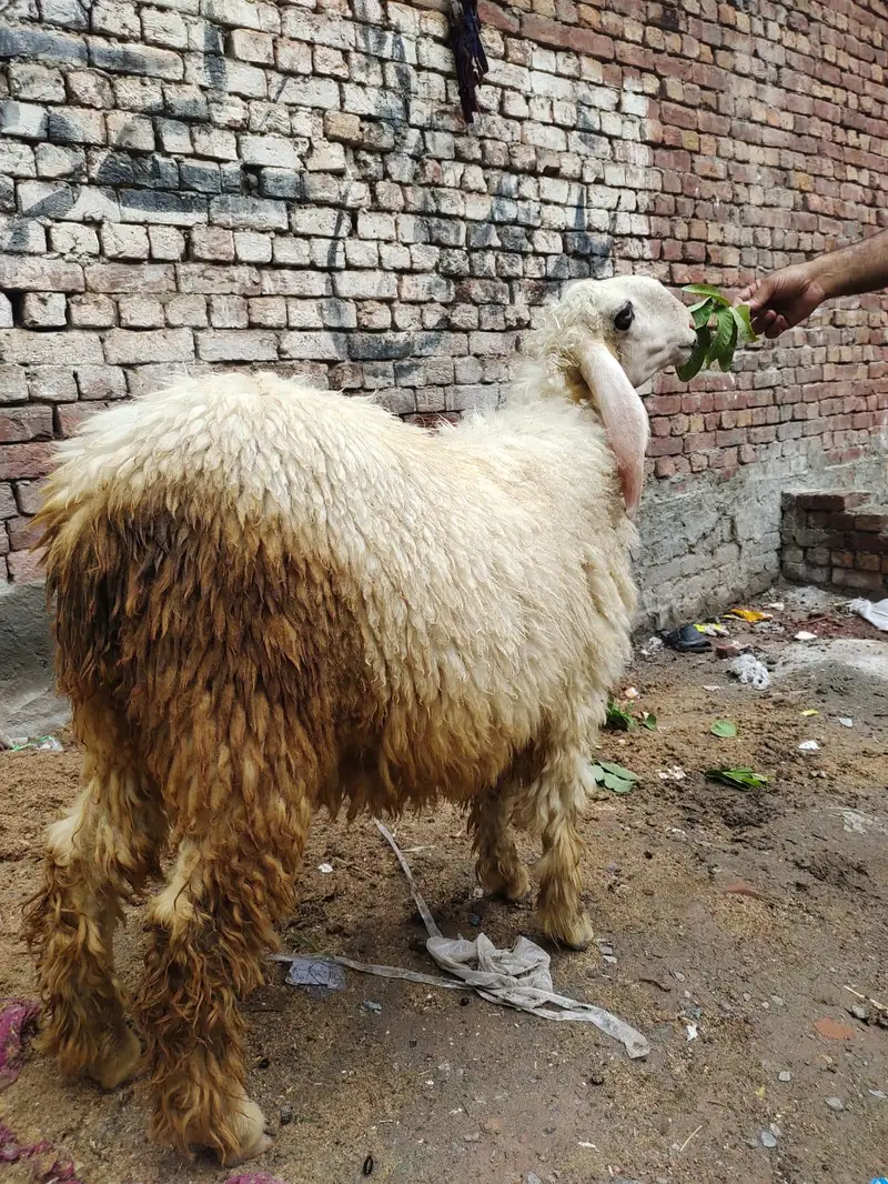 bhut pyare shef female video mell jy ghe — photo 2