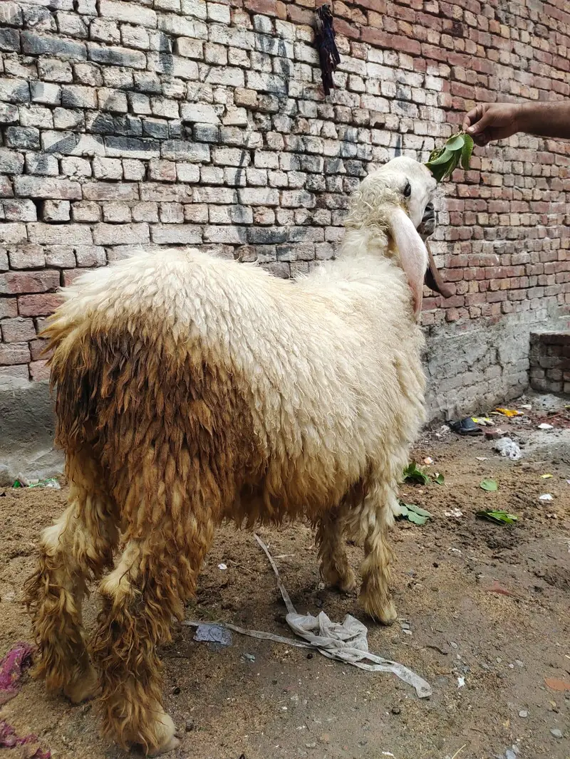 bhut pyare shef female video mell jy ghe — photo 3