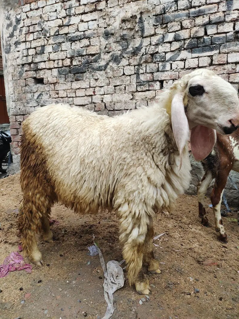bhut pyare shef female video mell jy ghe — photo 7