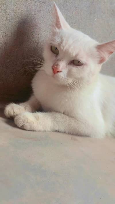 parsian, odd eyes, yellow eyes, green eyes, black, grey, white cats
