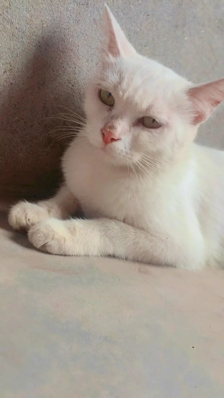 parsian, odd eyes, yellow eyes, green eyes, black, grey, white cats — photo 2