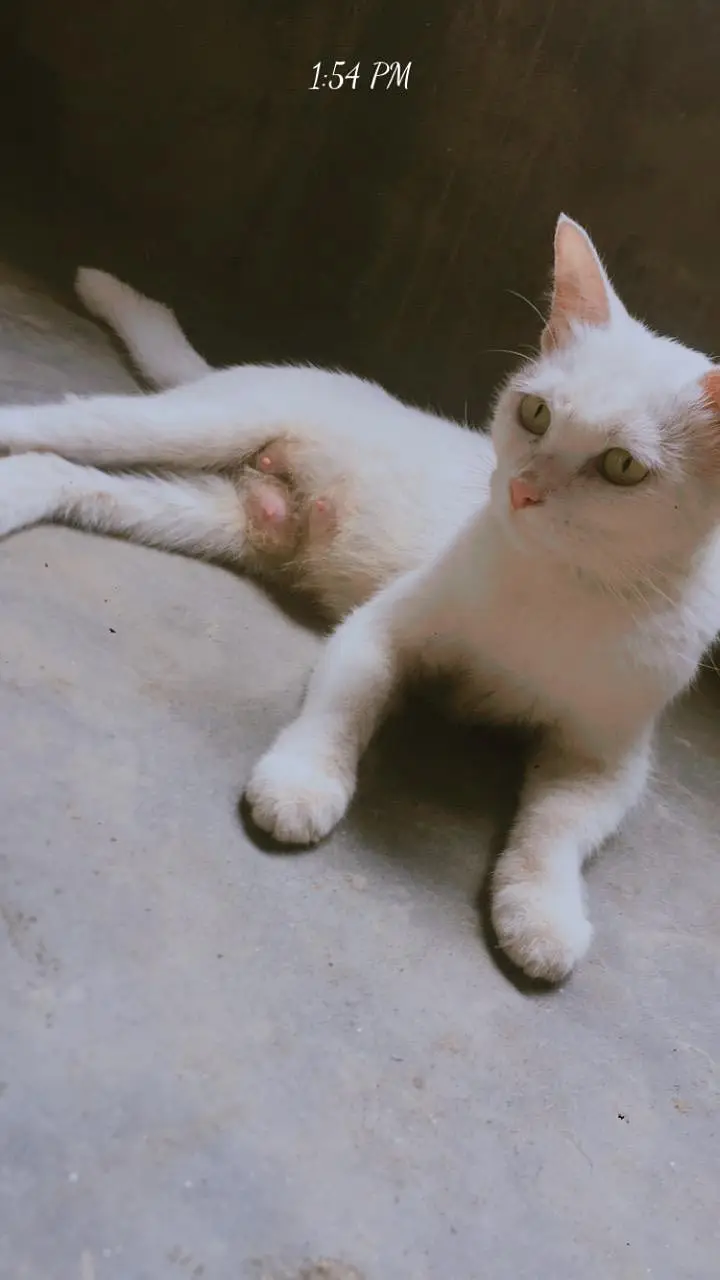 parsian, odd eyes, yellow eyes, green eyes, black, grey, white cats — photo 4
