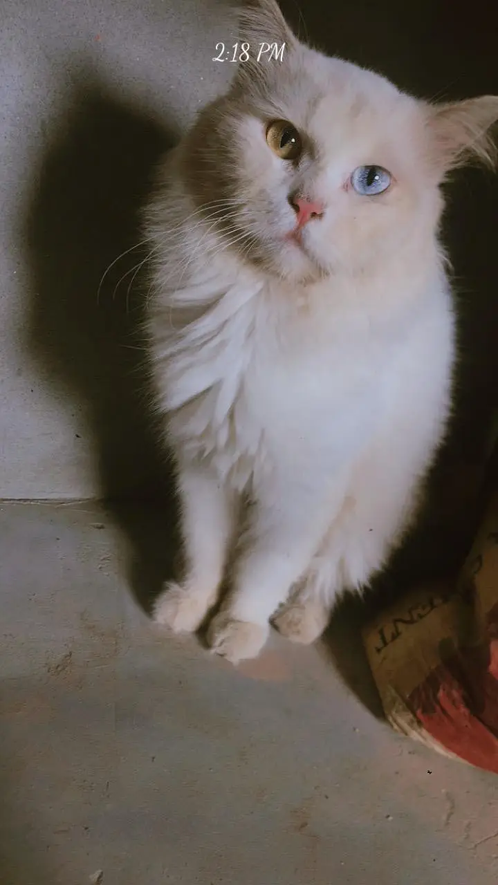 parsian, odd eyes, yellow eyes, green eyes, black, grey, white cats — photo 5
