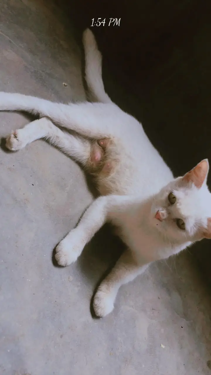 parsian, odd eyes, yellow eyes, green eyes, black, grey, white cats — photo 6