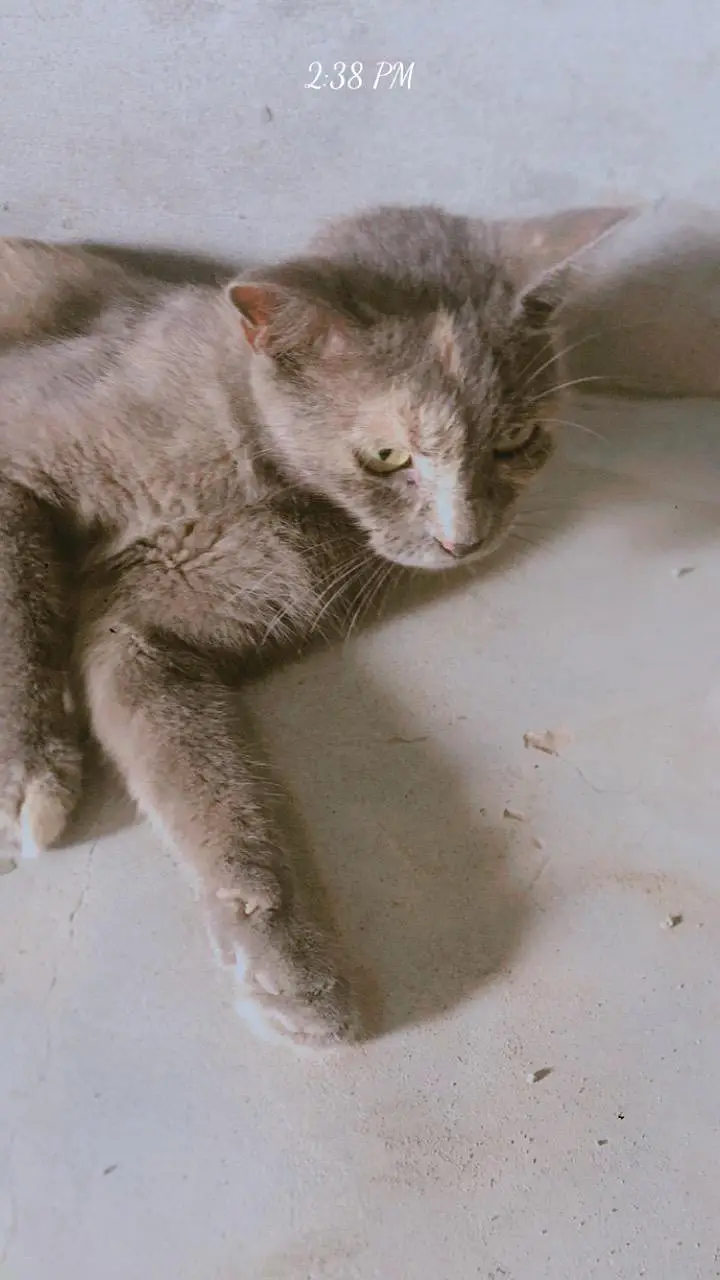 parsian, odd eyes, yellow eyes, green eyes, black, grey, white cats — photo 12