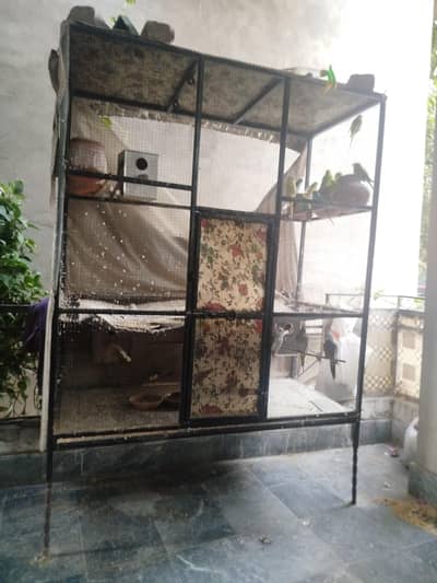 parrot setup for sale