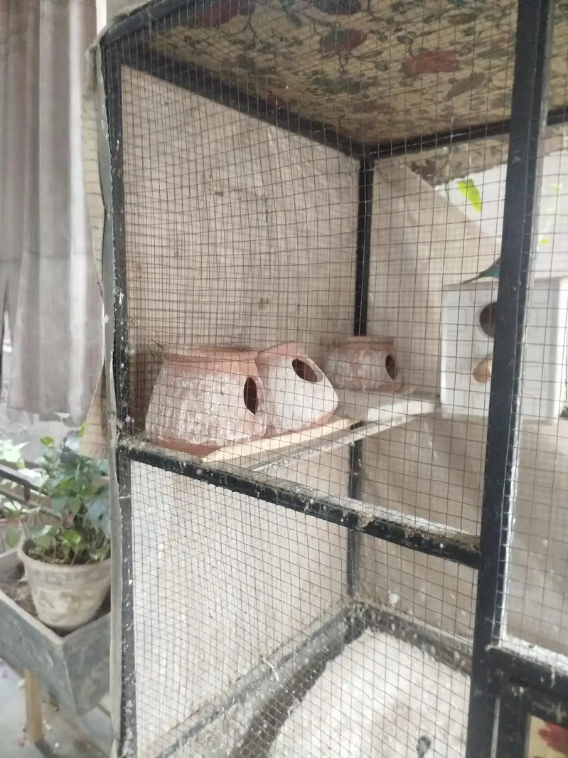 parrot setup for sale — photo 2