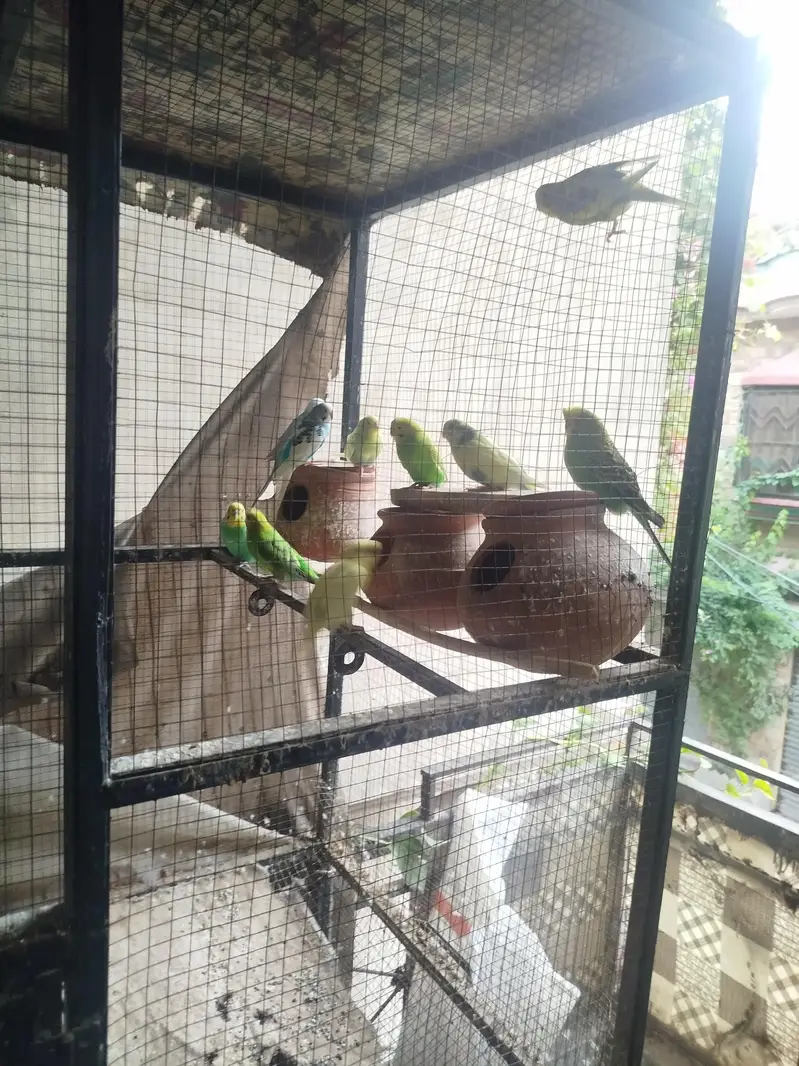 parrot setup for sale — photo 3
