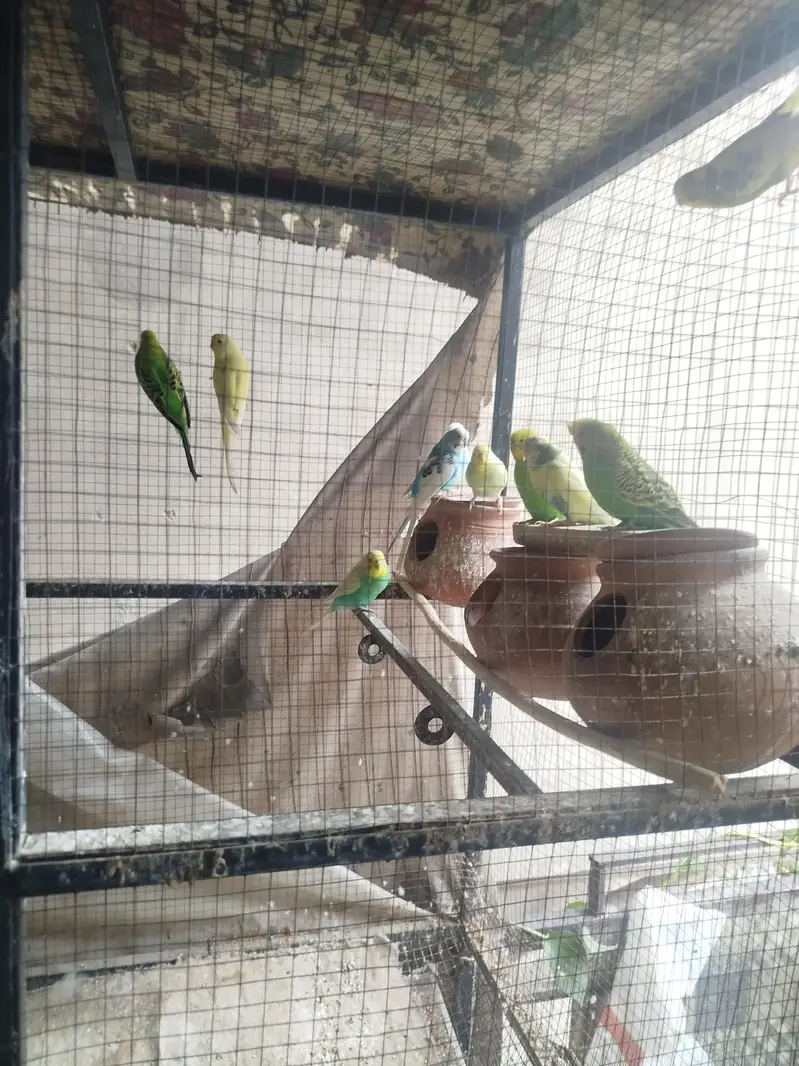 parrot setup for sale — photo 4