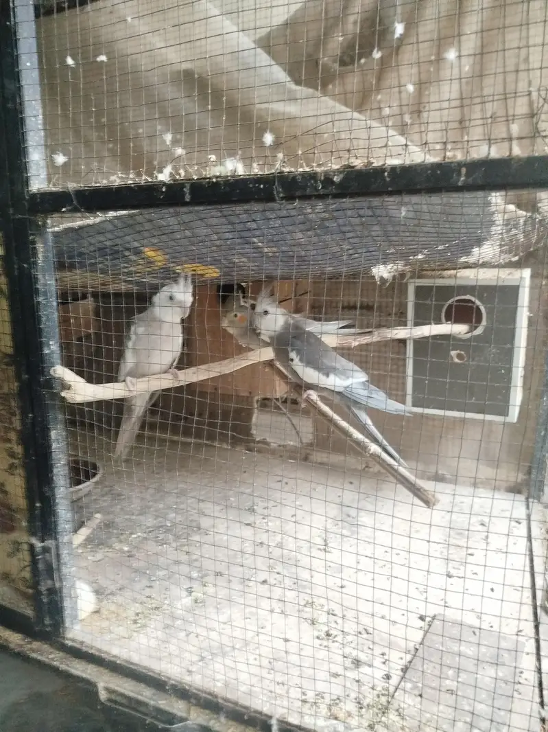 parrot setup for sale — photo 5