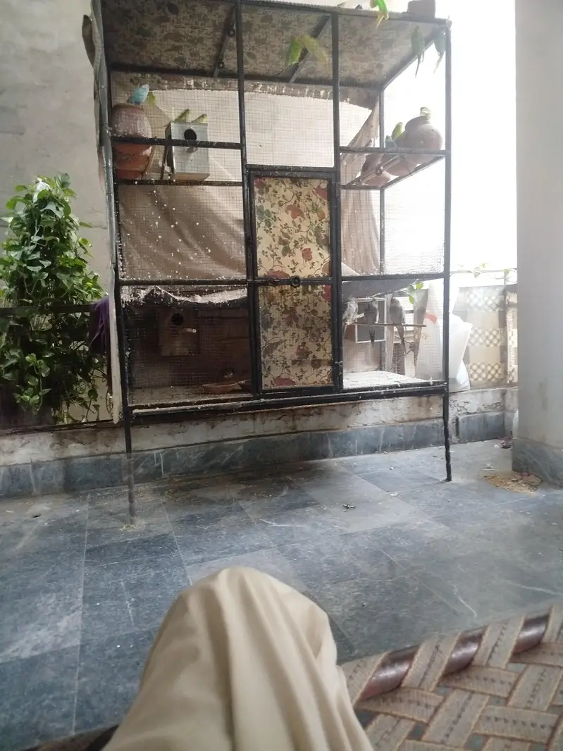 parrot setup for sale — photo 6