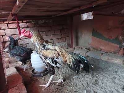 Aseel pair and chicks