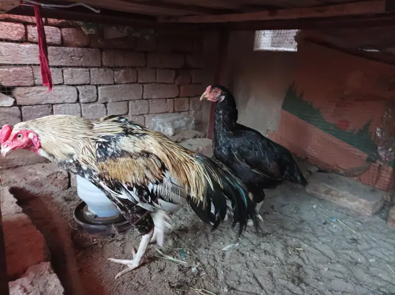 Aseel pair and chicks — photo 2