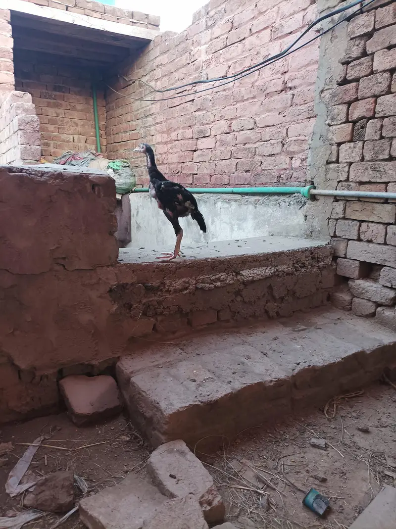 Aseel pair and chicks — photo 5