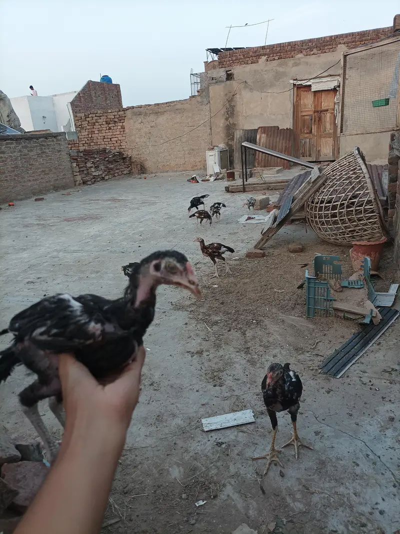 Aseel pair and chicks — photo 6