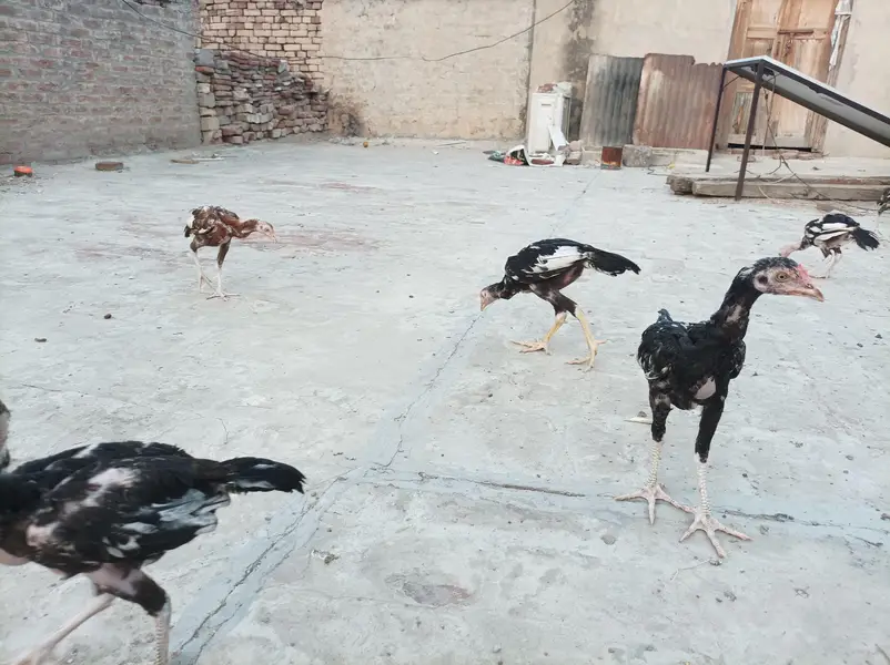 Aseel pair and chicks — photo 7