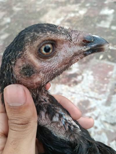 DRAGON THAI CHICK