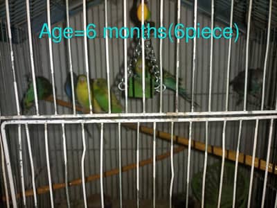 Australian parrots for sale