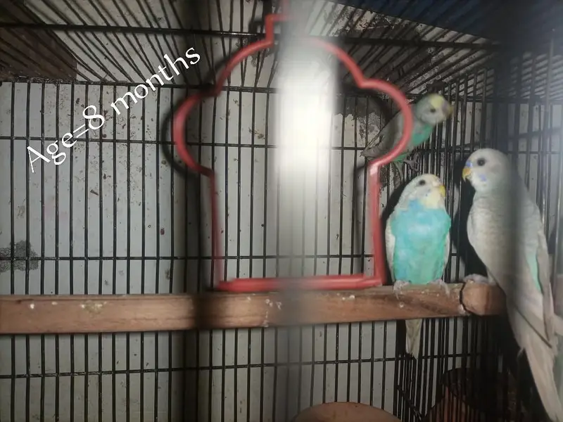 Australian parrots for sale — photo 2