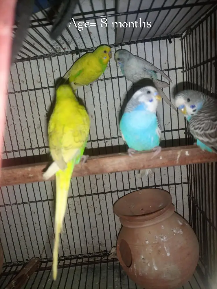 Australian parrots for sale — photo 4