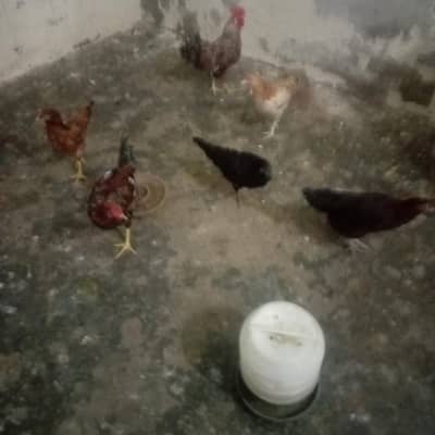 hen sell