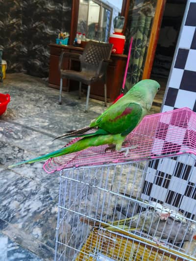 kashmiri raw parrot