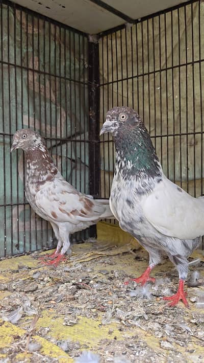 Pigeon Pairs