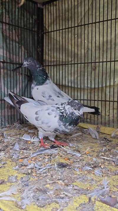 Pigeon Pairs
