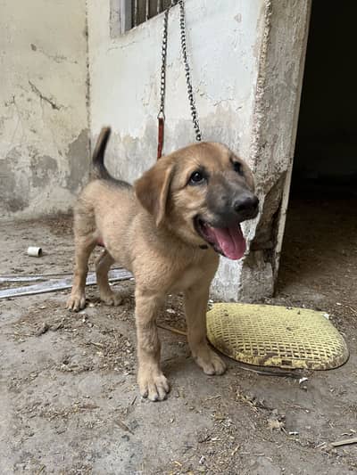 Afghani kuchi dog
