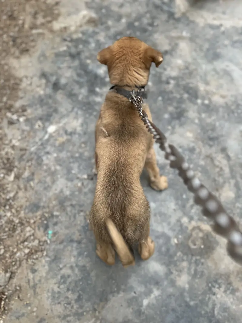 Afghani kuchi dog — photo 2