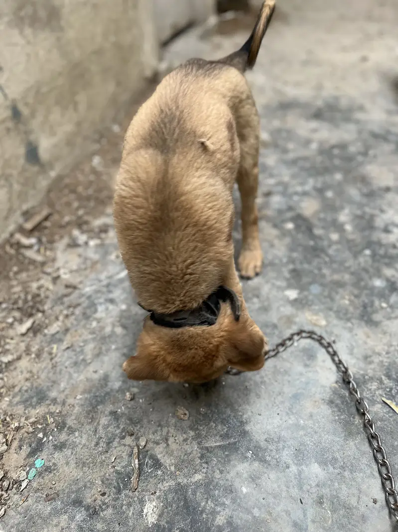 Afghani kuchi dog — photo 3
