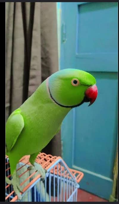 Mitthu