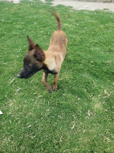 Belgian Malinois Pups