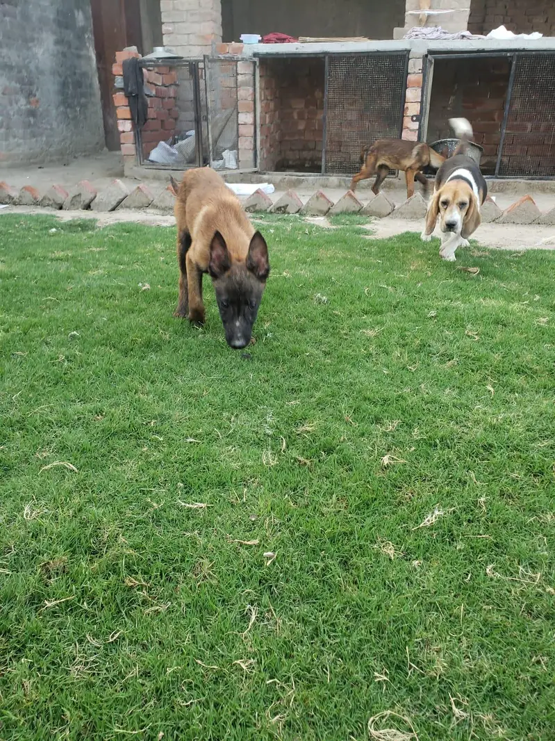 Belgian Malinois Pups — photo 2