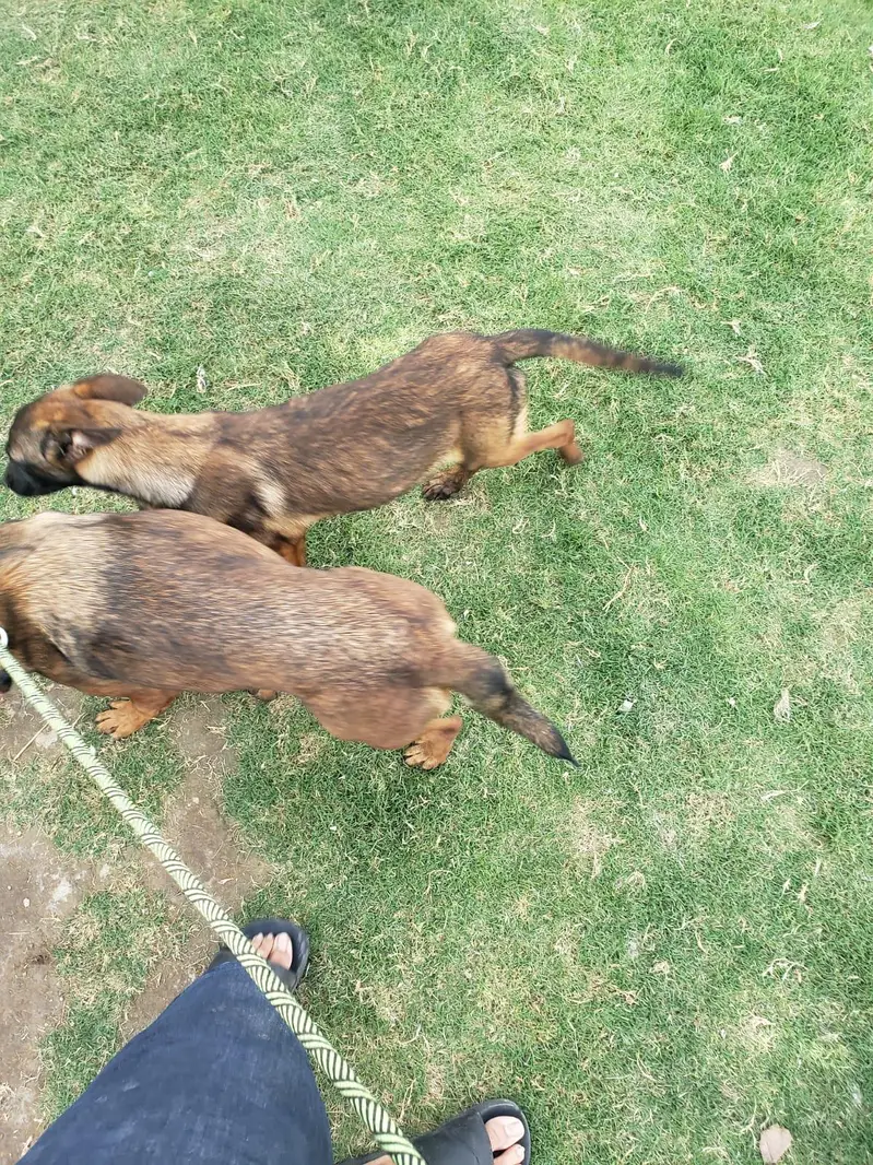 Belgian Malinois Pups — photo 3