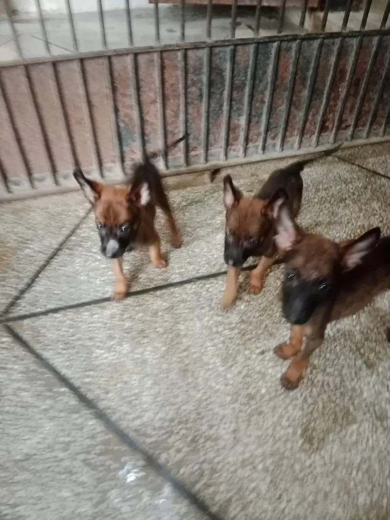 Belgian Malinois Pups — photo 4