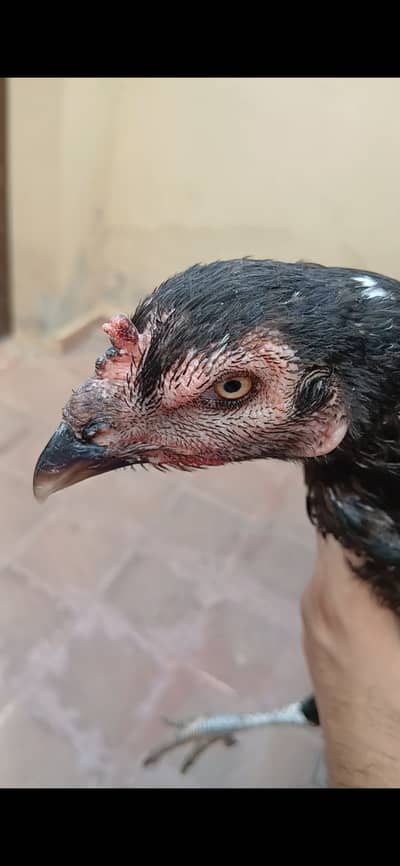 rooster murga| pure Thai hen| Dragon | Shamoo |  | Hera | hens for sal