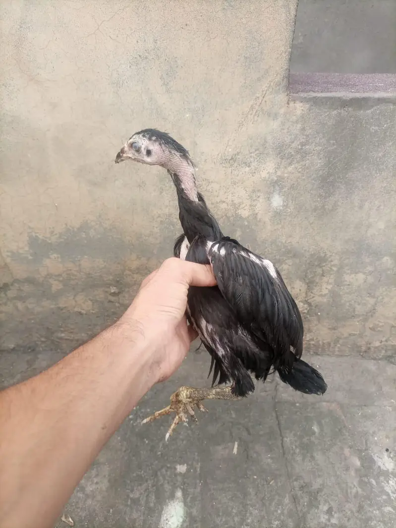 Thai Aseel — photo 4