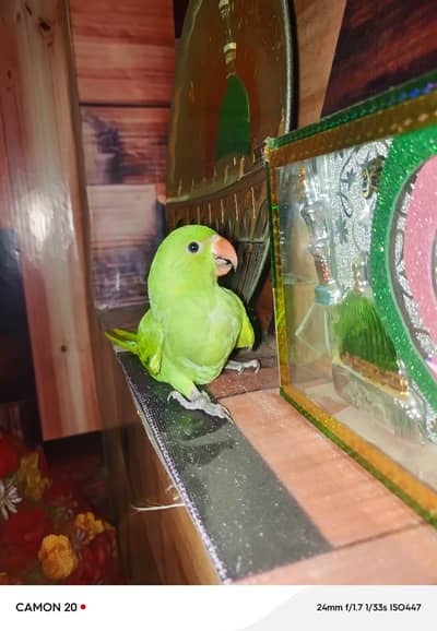 Beautiful Healthy and Active parrot For Sale